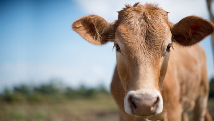 Rules of Qurban during Eid Adha | Bank Danamon